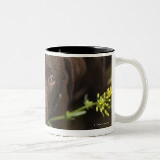Labrador-Welpe, der im Gras sitzt Zweifarbige Tasse