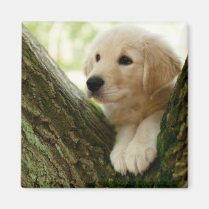 Labrador-Welpe, der in einer Waldeinstellung sitzt Magnet
