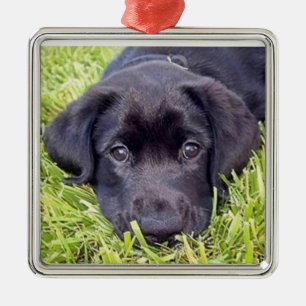 Labrador-Welpe - schwarzer Labrador - silberner Silbernes Ornament