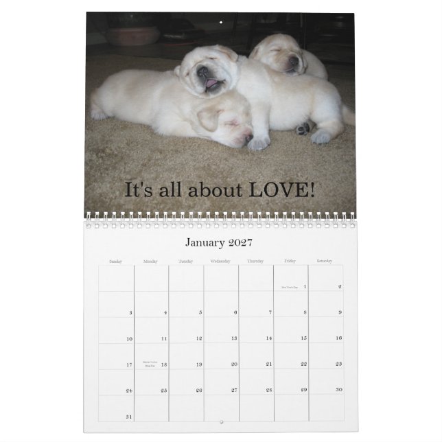 Labrador-Welpen! Kalender (Jan 2027)