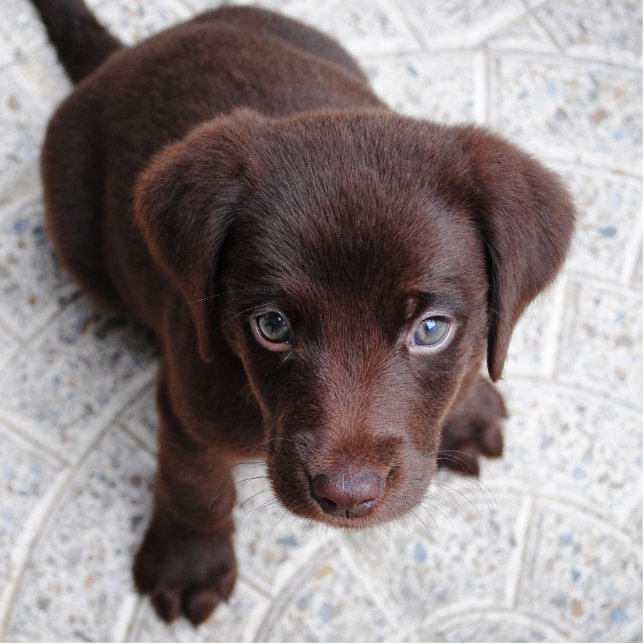 Labrador-Welpen-Skulptur Freistehende Fotoskulptur (Vorne)