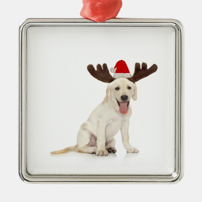 Labrador-Welpen-tragende Geweihe Silbernes Ornament (Vorne)