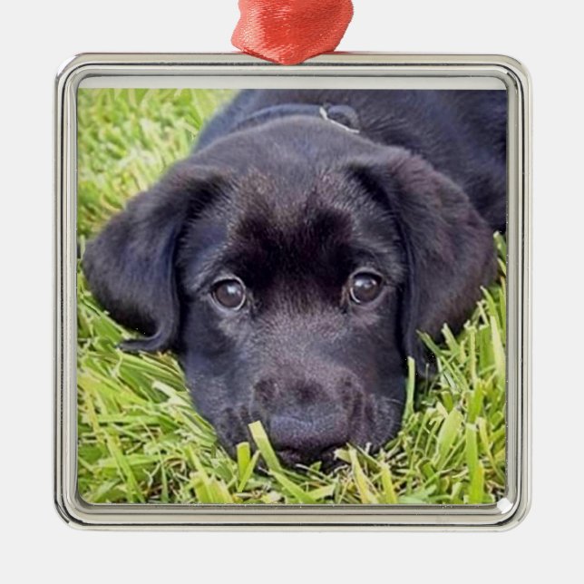 Labrador-Welpenverzierung, schwarzer Labrador Silbernes Ornament (Vorne)