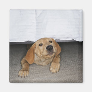Labradorwelpe gehaftet unter Bett Magnet