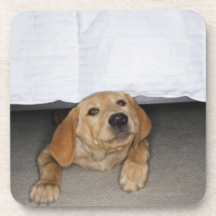 Labradorwelpe gehaftet unter Bett Untersetzer