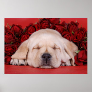 Labradorwelpe und -Rosen Poster