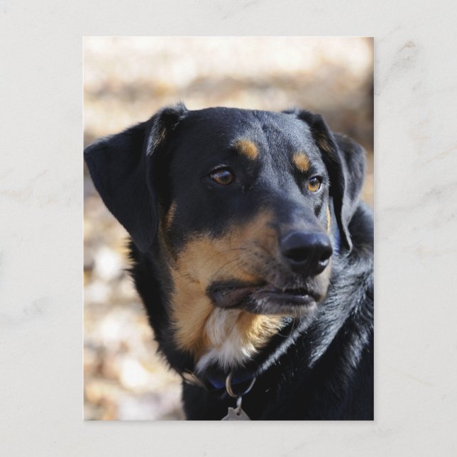 Labrottie (Labrador Rottweiler mix) Postkarte (Vorderseite)