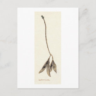Laburnum Seeds Postkarte