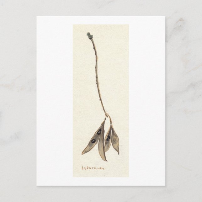 Laburnum Seeds Postkarte (Vorderseite)