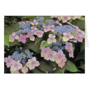 Lace Cap Hydrangea