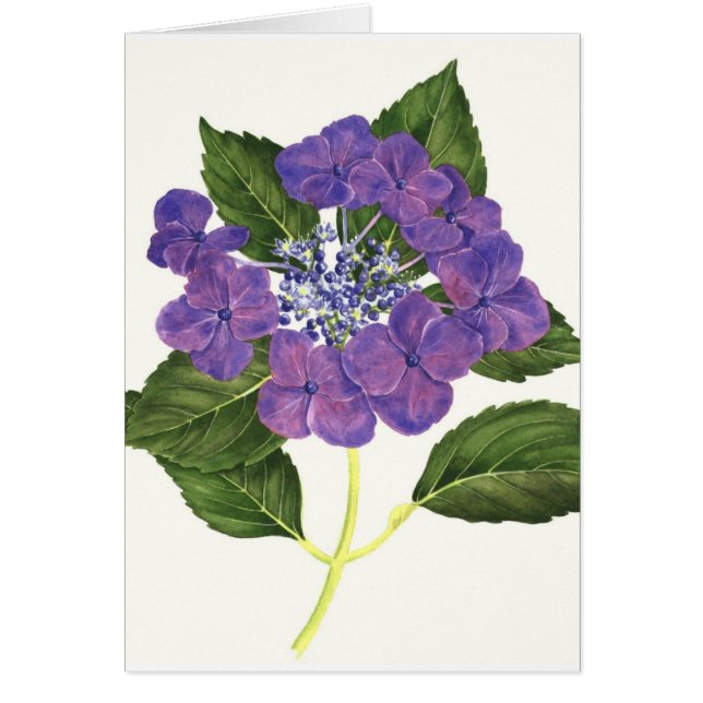 Lacecap Hydrangea (Vorne)