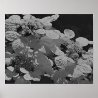 Lacecap Hydrangea Blume Schwarz-Weiß