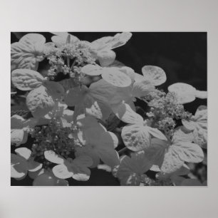 Lacecap Hydrangea Blume Schwarz-Weiß Poster