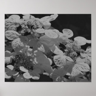Lacecap Hydrangea Blume Schwarz-Weiß Poster