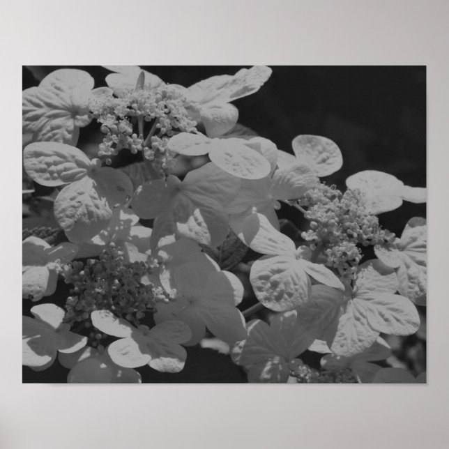 Lacecap Hydrangea Blume Schwarz-Weiß Poster (Vorne)