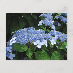 Lacecap Hydrangea ~ Postkarte