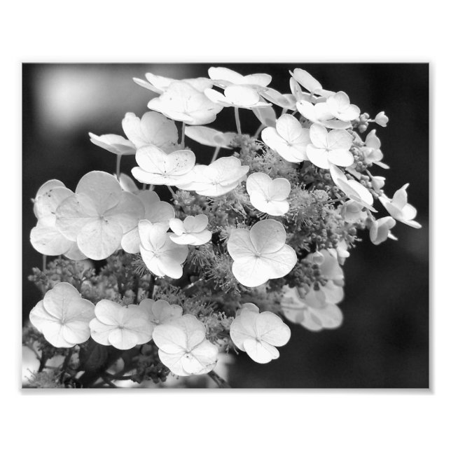 Lacecap Hydrangea Schwarz und Weiß 8x10 Fotodruck (Vorne)