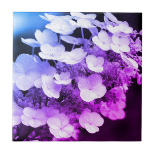 Lacecap Hydrangea Schwarz-Weiß-Farbton Fliese