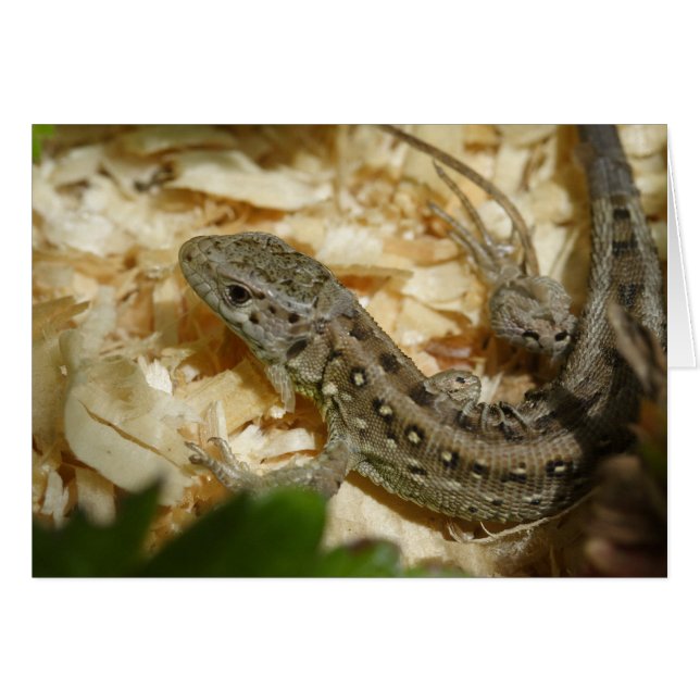 Lacerta agilis (Vorderseite (Horizontal))