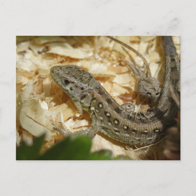 Lacerta agilis postkarte (Vorderseite)