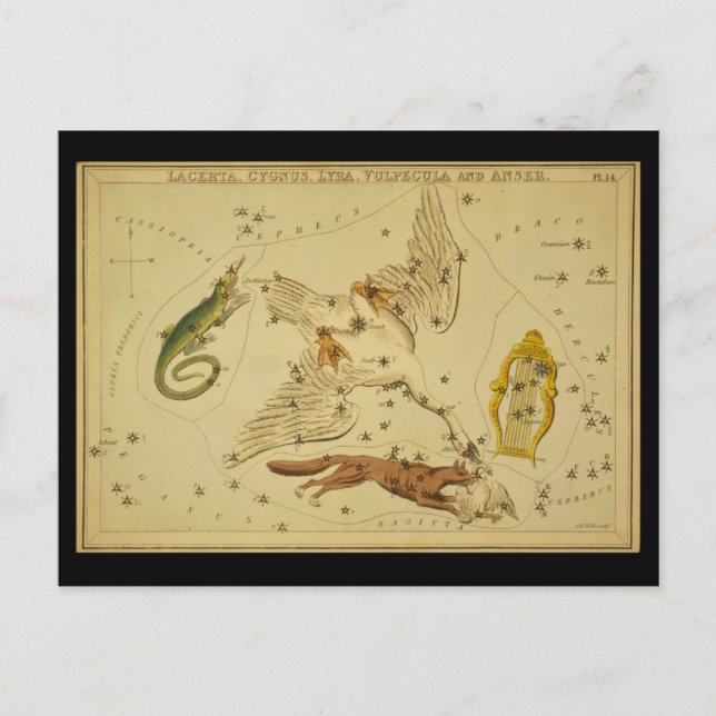 Lacerta, Cygnus, Lyra, Vulpecula und Anser Postkarte (Vorderseite)