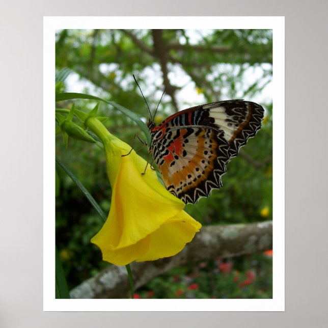 Lacewing Butterfly Poster (Vorne)