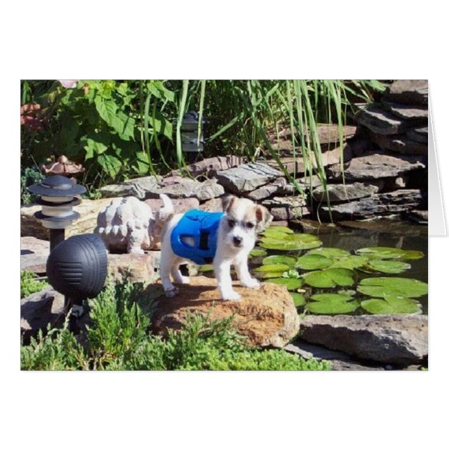 Lacey der Rettungsschwimmer (Vorderseite (Horizontal))