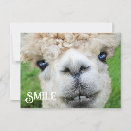 Lächeln Alpaca Llama Funny Farm Animal Smile Postkarte