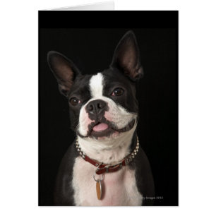 Lächeln Boston Terrier