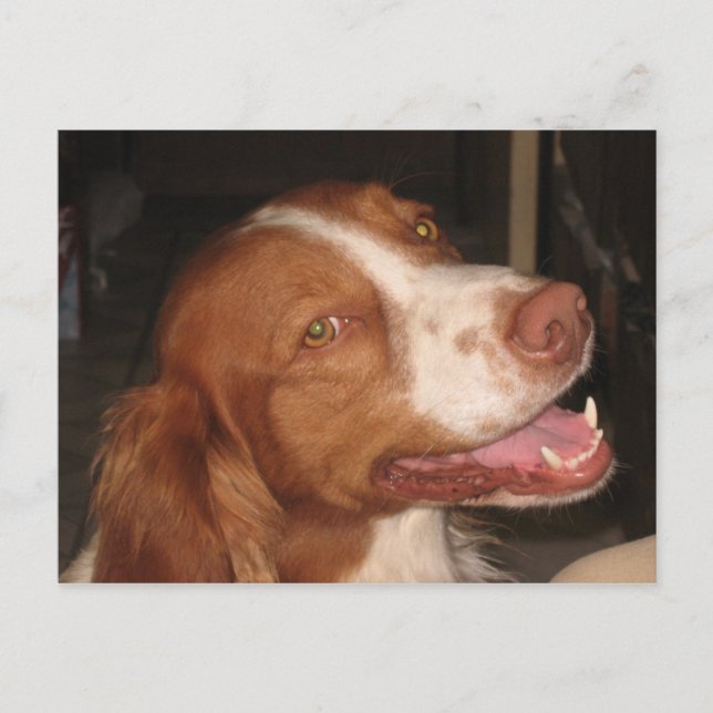 Lächeln Brittany Spaniel Postkarte (Vorderseite)