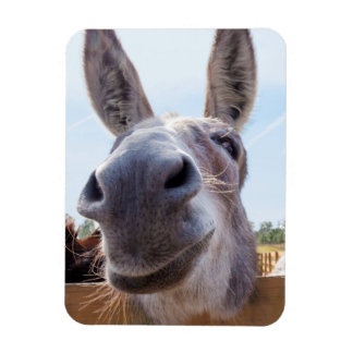 Lächeln Donkey Magnet