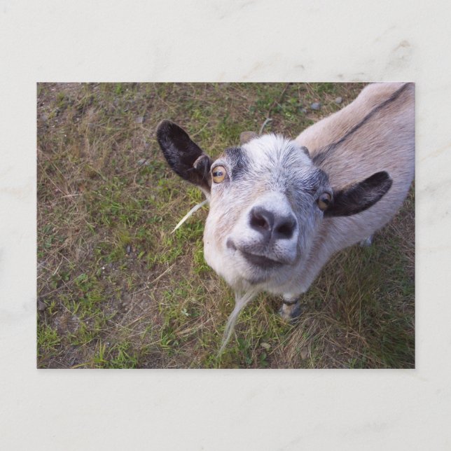 Lächeln für die Kamera Postkarte (Vorderseite)