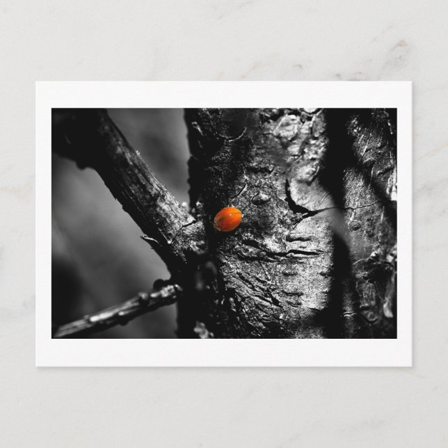 Lächeln für einen Ladybug Postkarte (Vorderseite)