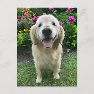 Lächeln Golden Retriever mit Blume Danke Postkarte