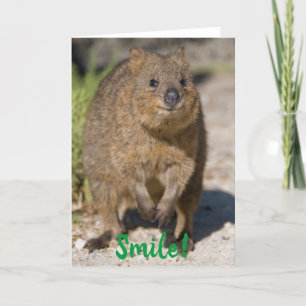 Lächeln / Gute Besserung, glücklicher Quokka, Aust Karte
