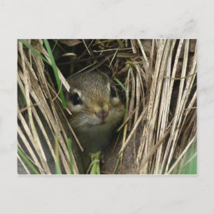 Lächeln von Chipmunk Postkarte