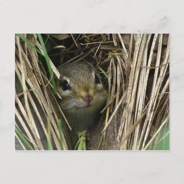 Lächeln von Chipmunk Postkarte (Vorderseite)