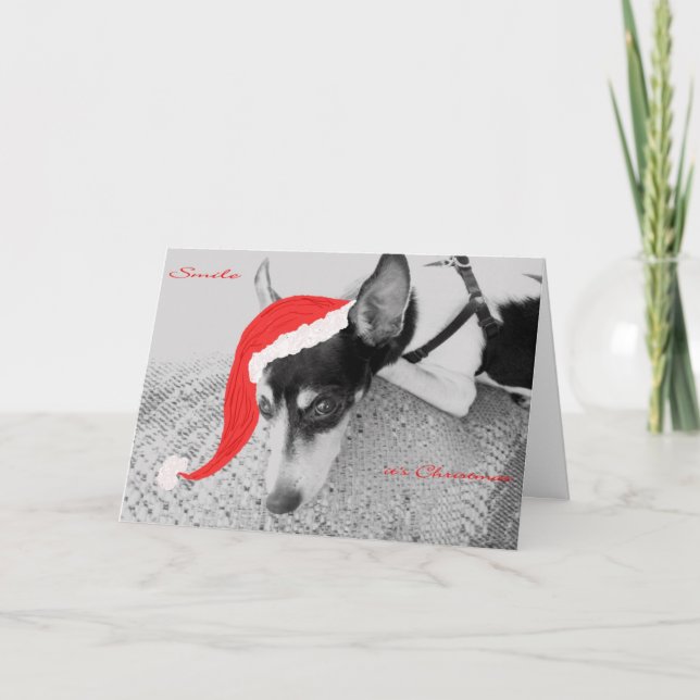 Lächeln, Weihnachten, Karte mit Rat Terrier (Vorderseite)