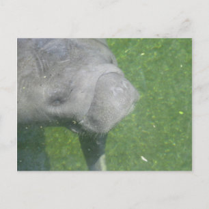 Lächelnasse Tierwasser-Foto Postkarte