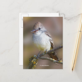 Lächelnd Asche-Throated Flycatcher Songbird am Zwe Postkarte