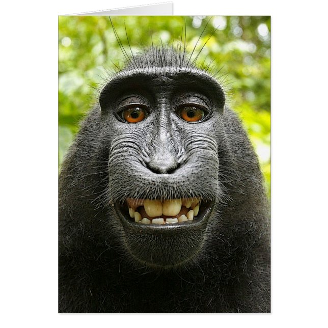 Lächelnd Crested Celebes Macaque (Vorne)