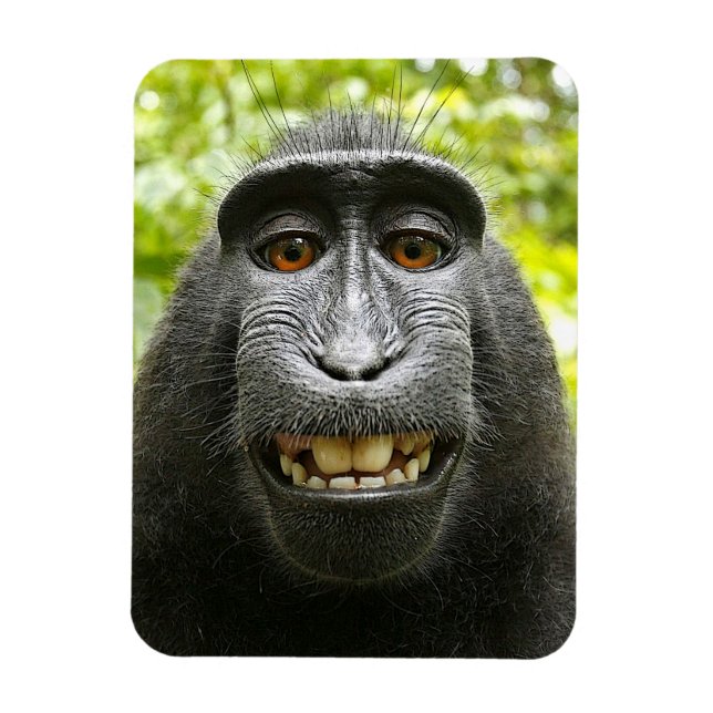 Lächelnd Crested Celebes Macaque Monkey Magnet (Vertikal)