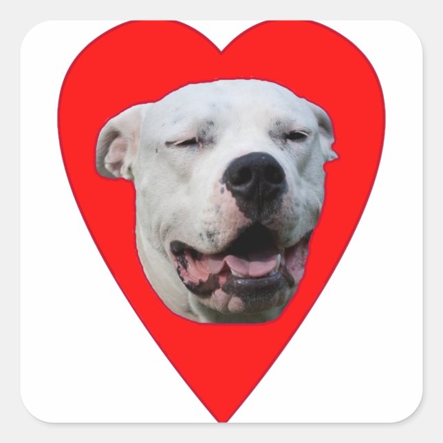 Lächelnd Dogo Argentino Quadratischer Aufkleber (Vorderseite)