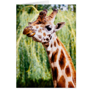 Lächelnd Giraffe, Tier, das seine Zähne zeigt