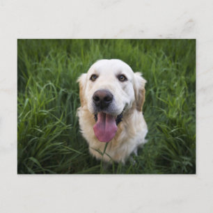 Lächelnd Golden Retriever Postkarte