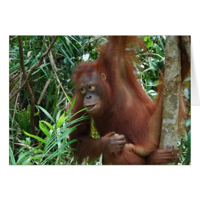 Lächelnd Orangutan (Vorderseite (Horizontal))