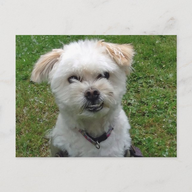 Lächelnd Poodle-cross Postcard Postkarte (Vorderseite)