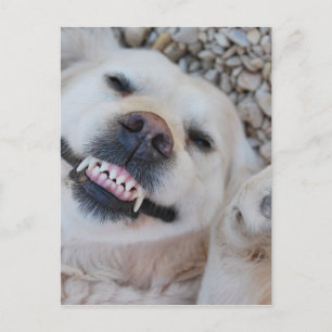 Lächelnd Retriever Postkarte