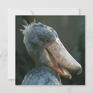 Lächelnd Shoebill
