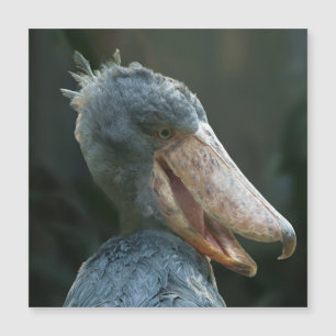 Lächelnd Shoebill Magnetkarte